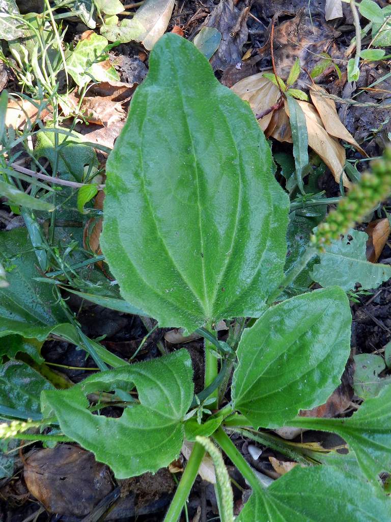 Plantago major / Piantaggine maggiore
